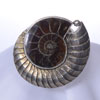 指和（銀、アンモナイト） RING,silver and ammonite   4-55-1の写真